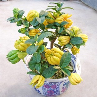 金佛手盆栽庭院花卉金佛手树苗千佛手树苗佛手柑盆栽香橼阳台绿植