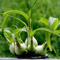 绿色花卉盆栽种球 海葱 虎眼万年青 玻璃球 花卉盆栽阳台绿植盆栽