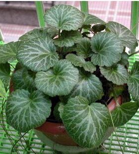 虎耳草水培新鲜盆景庭院植物种子