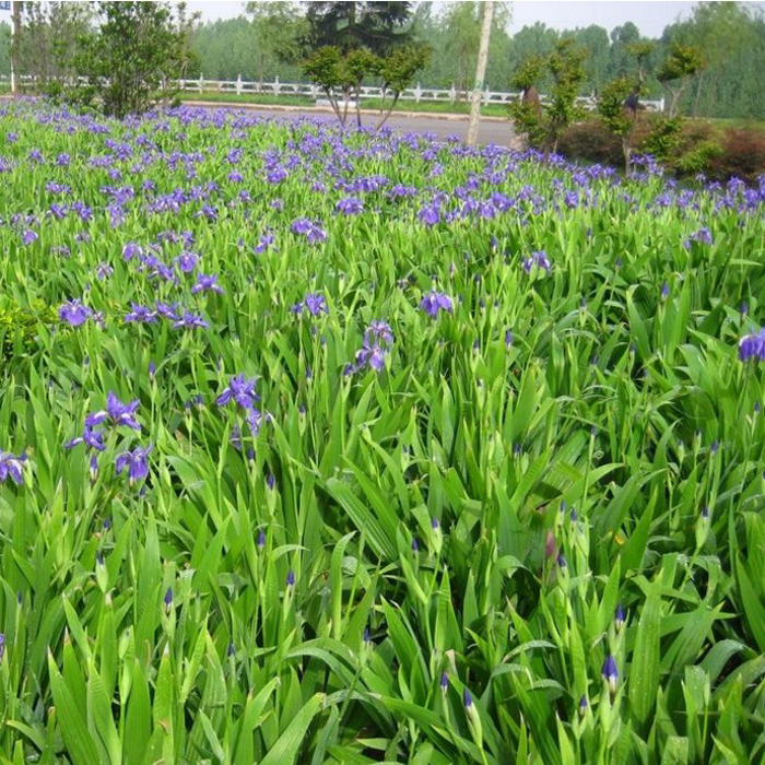 苗木植物花卉蝴蝶兰宿根园林绿化