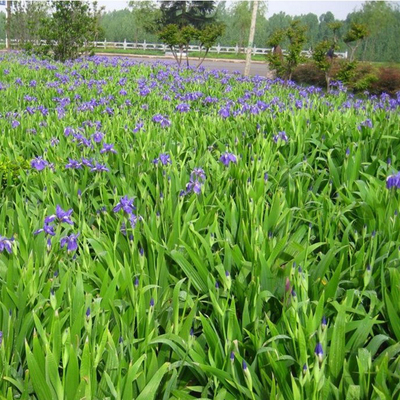 苗木植物花卉蝴蝶兰宿根园林绿化