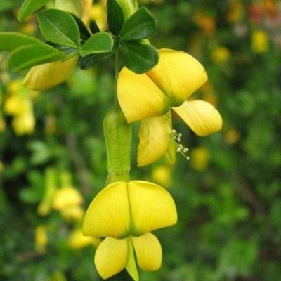 食用金雀花树苗盆栽四季花卉