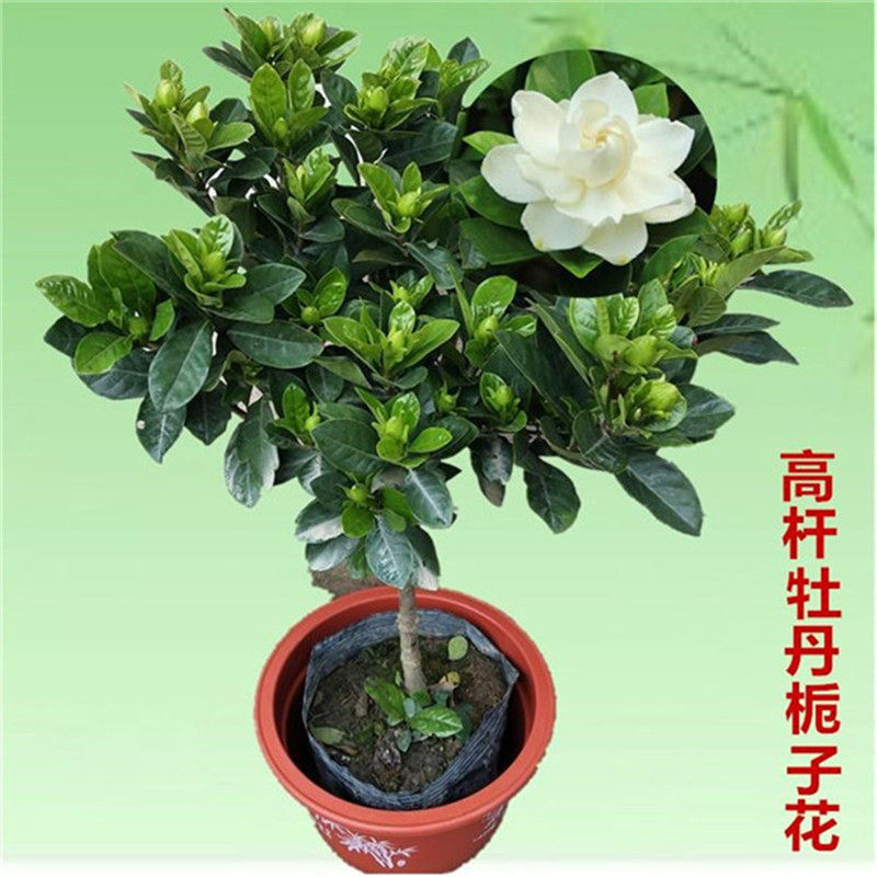 阳台室内盆栽栀子花 大叶小叶桅子花苗 独杆栀子花 牡丹栀子包邮