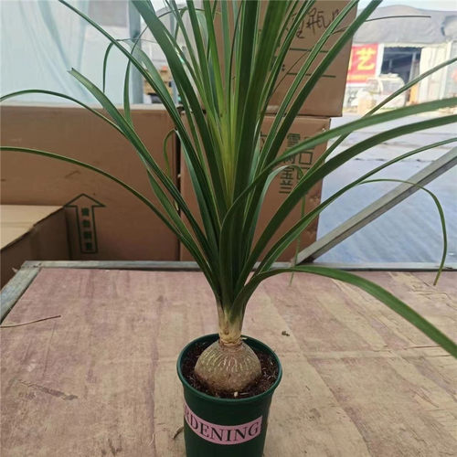 酒瓶兰盆栽创意办公桌网红盆景