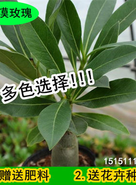 多肉植物大苗盆栽沙漠玫瑰包邮