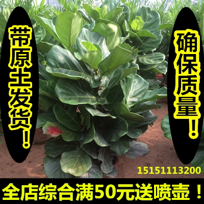客厅大型植物 绿植 花卉 耐阴盆栽 琴叶榕盆栽 净化空气 包邮