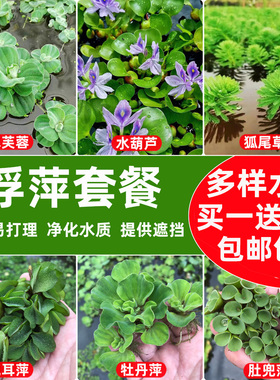 养鱼养龟鱼缸小浮萍水草水芙蓉水培水生植物圆心龟缸绿植水族造景