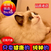 海豹双色布偶猫活体深蓝眼净樊幼猫1