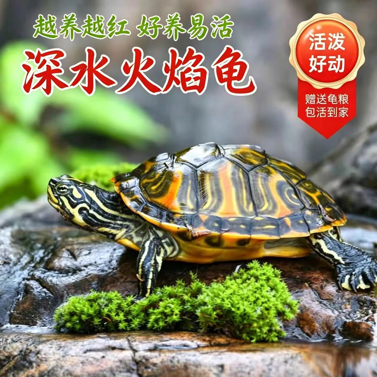 火焰深水龟  鱼缸混养 小乌龟活物 观赏宠物 好养适合家养的乌龟