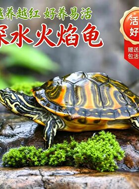 火焰深水龟  鱼缸混养 乌龟活物 观赏宠物 适合家养 庭院锦鲤相伴