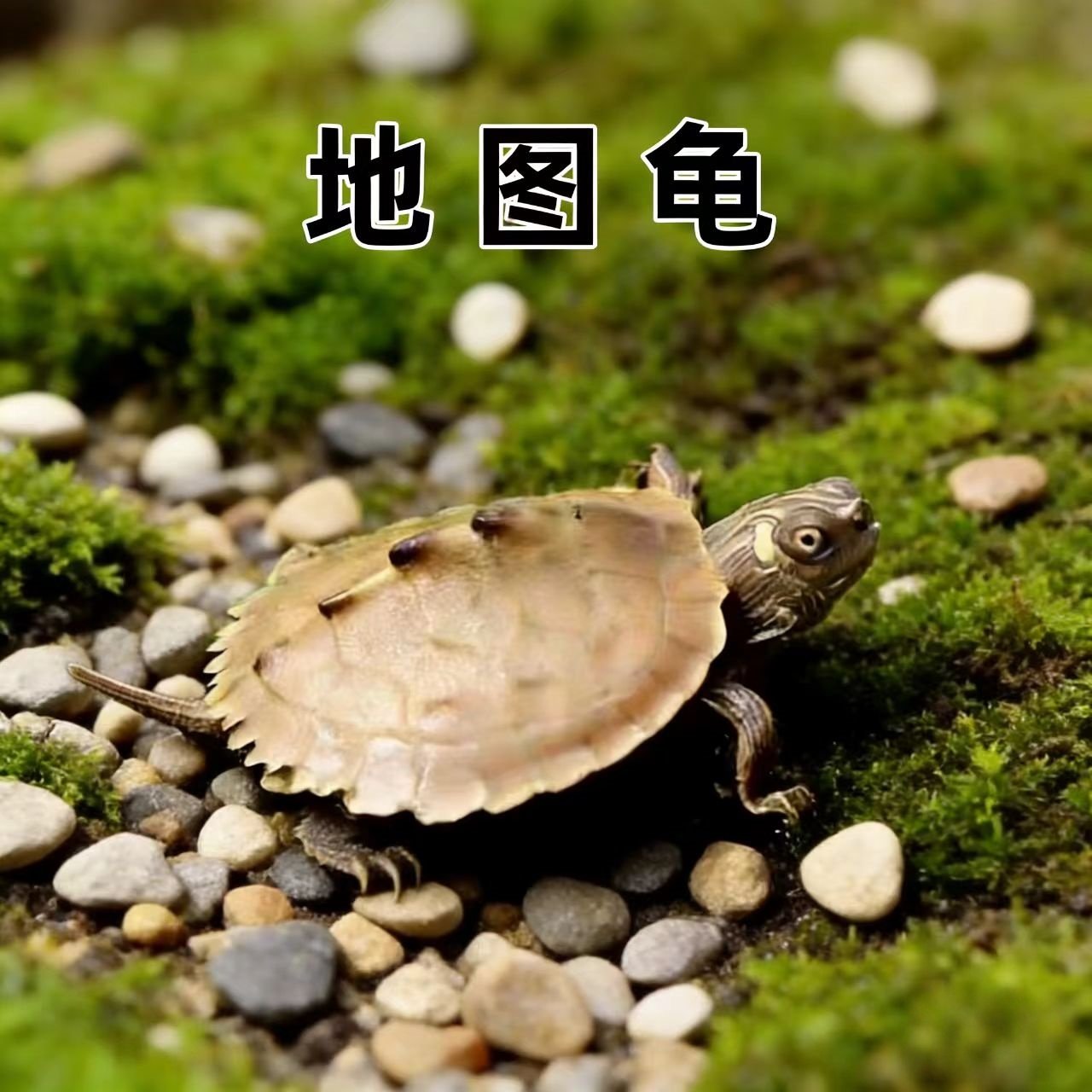 深水龟  地图龟 鱼缸混养乌龟活物 观赏宠物龟网红情侣家养小乌龟