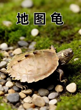 深水龟  地图龟 鱼缸混养乌龟活物 观赏宠物龟网红情侣家养小乌龟