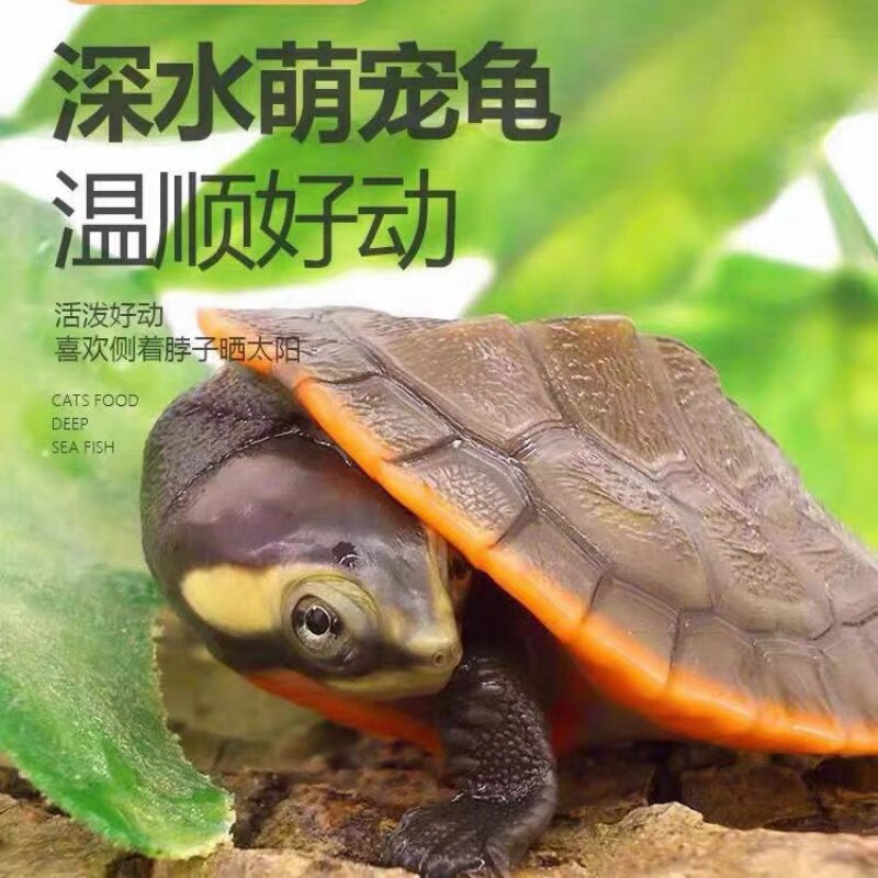深水圆澳龟  鱼缸混养观赏龟小乌龟活体乌龟活物吃粪长寿清洁鱼缸
