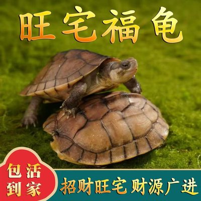 招财旺宅  金钱龟南石石金钱龟宠物观赏龟风水龟长寿小乌龟活物