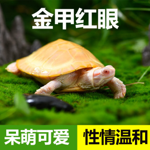 黄金白化巴西龟  红眼观赏龟 深水家龟  乌龟活体  宠物龟 小乌龟
