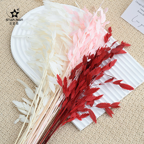 流星雨小盼草干花永生花真花鲜花包装花束装饰材料花艺diy资材