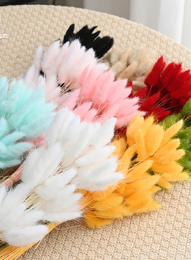 流星雨兔尾草狗尾巴草干花真花永生花鲜花包装花束装饰材料花艺