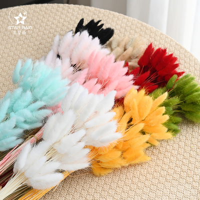 流星雨兔尾草狗尾巴草干花真花永生花鲜花包装花束装饰材料花艺