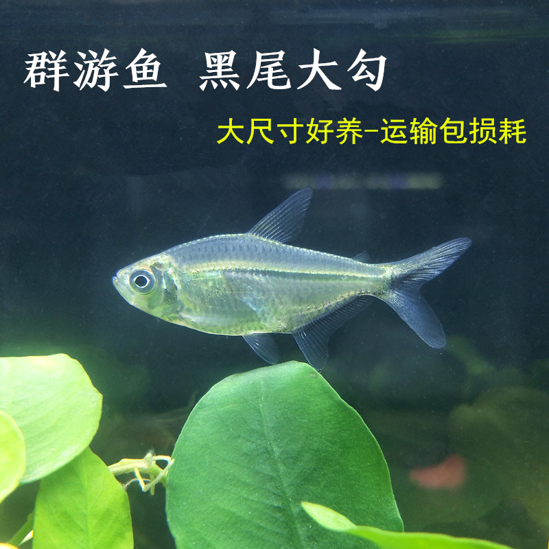 黑尾大勾淡水热带鱼好养群游鱼
