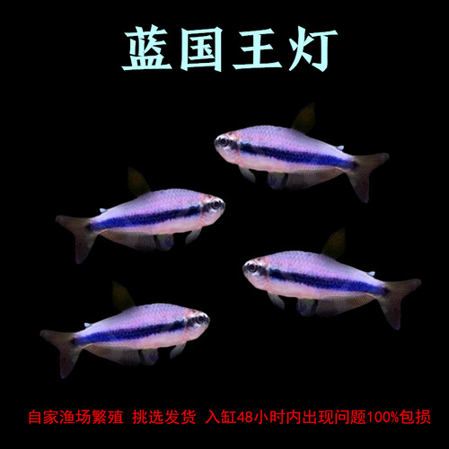 蓝国王灯蓝帝王群游灯科鱼热带鱼