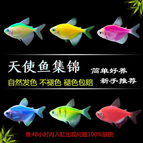 七彩天使鱼群游小型热带鱼不褪色
