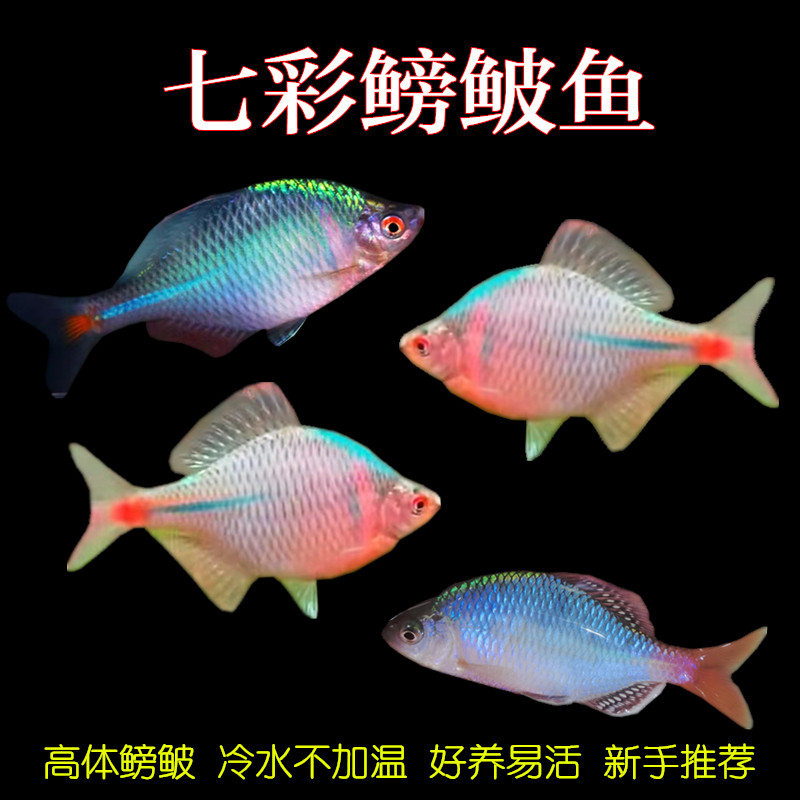 冷水鳑鲏鱼高体七彩旁皮鱼越南鱊肯氏淡水除藻观赏鱼耐活易养活体,宠物/宠物食品及用品,鱼,淘宝优惠券,粉丝福利购,淘宝优惠卷