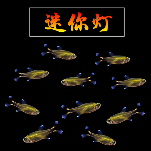 迷你灯满天星群游小型灯科鱼好养