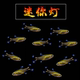 迷你灯金线灯满天星银尖小型群游灯科鱼淡水热带观赏活体新手好养