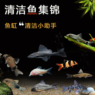 清道夫清洁鼠鱼小型热带鱼工具垃圾鱼底栖除藻除青苔清洁鱼缸活体
