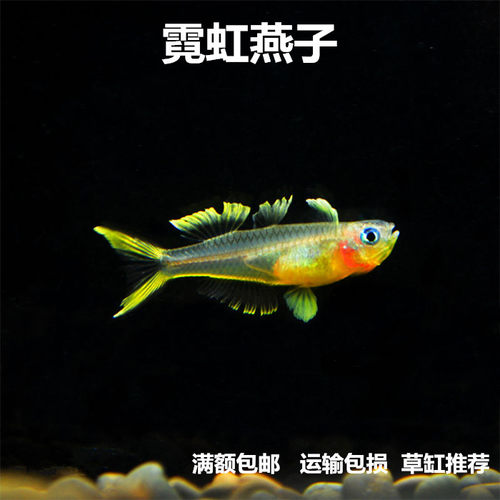 霓虹燕子橘红燕子小型灯科热带鱼