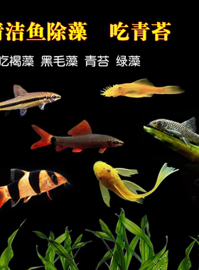 除藻清道夫淡水热带鱼清洁鱼除藻螺黄金胡子大帆小精灵吃青苔活体