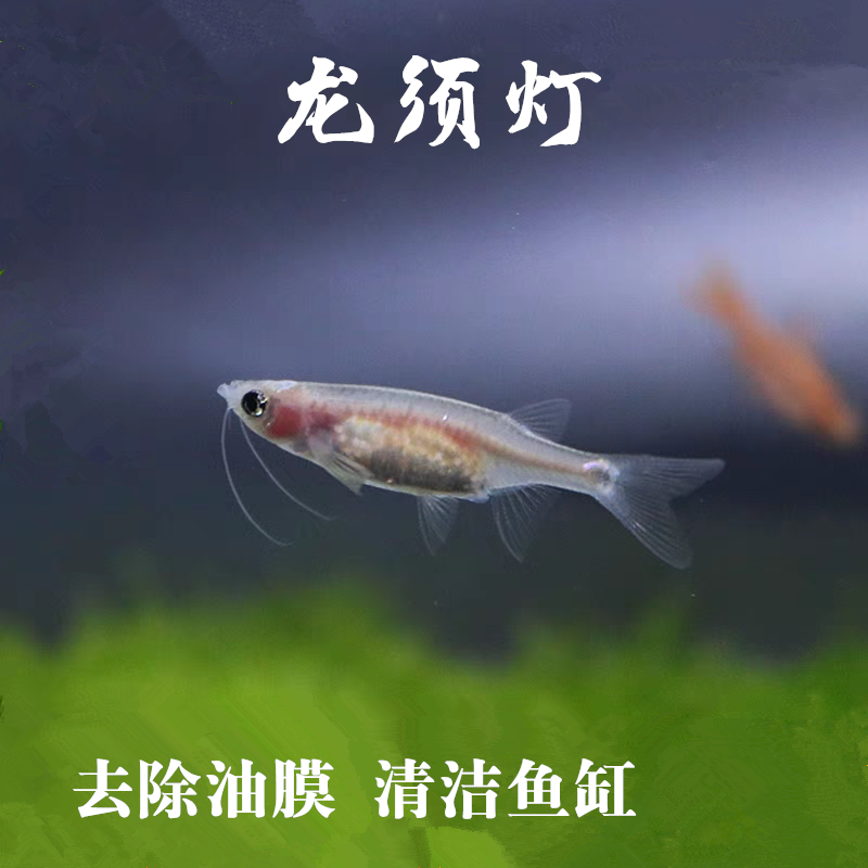 龙须灯鱼大号除油膜小型群游灯科鱼淡水热带鱼清洁工具鱼草缸活体