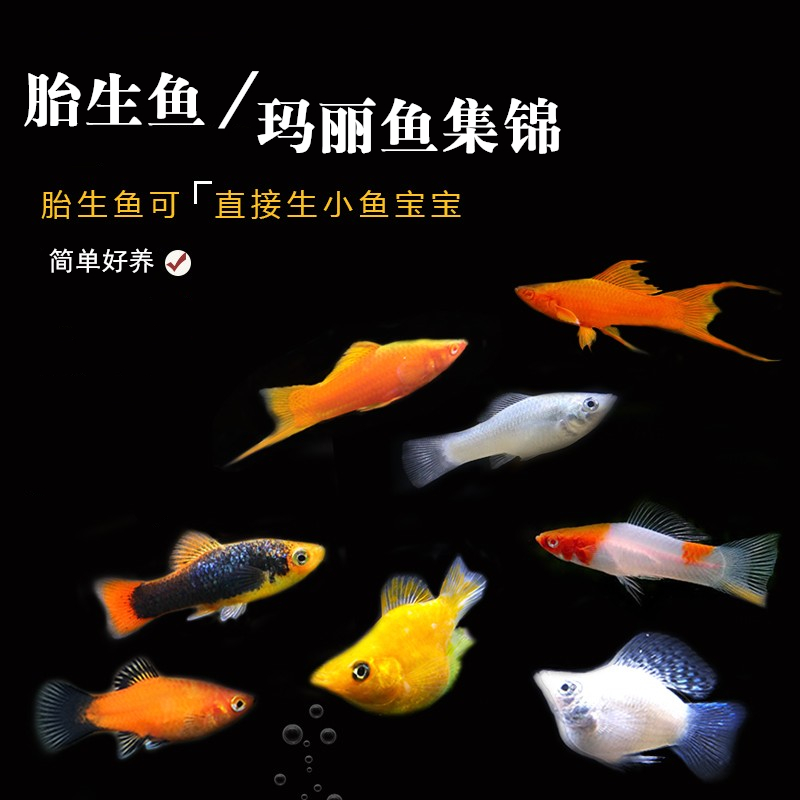 好繁殖生小鱼玛丽月光鱼小型耐活