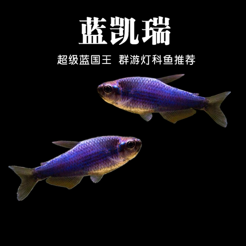 超级蓝国王灯鱼蓝凯瑞群游热带鱼