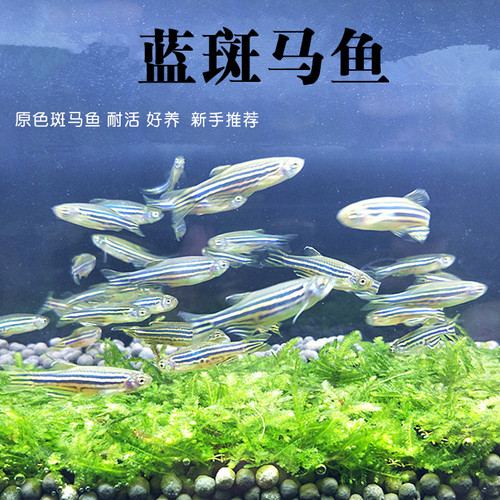 蓝斑马鱼原生原色斑马科学实验鱼