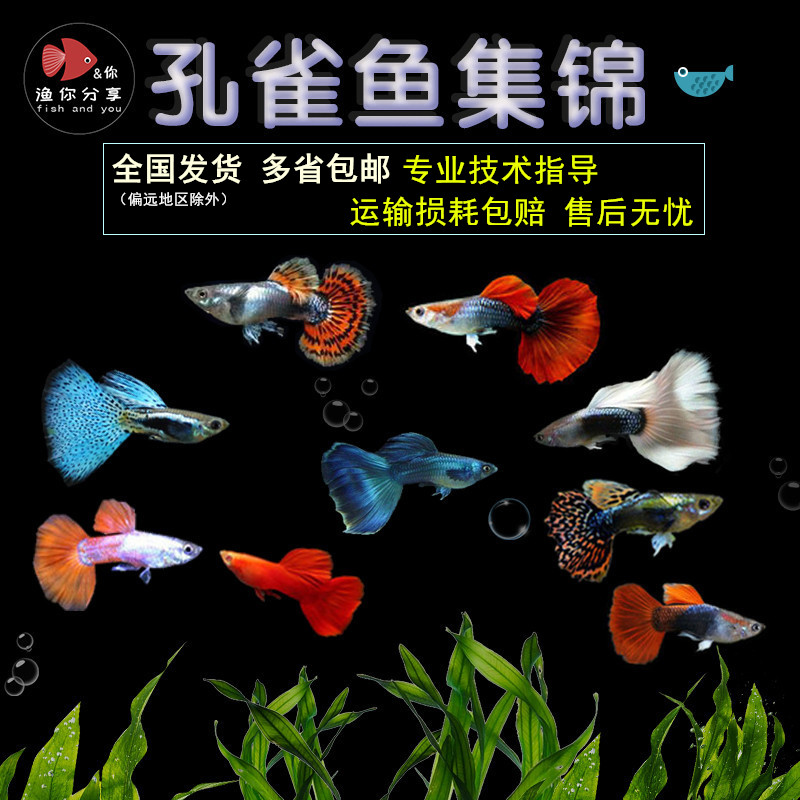 孔雀鱼生小鱼繁殖胎生鱼新手好养