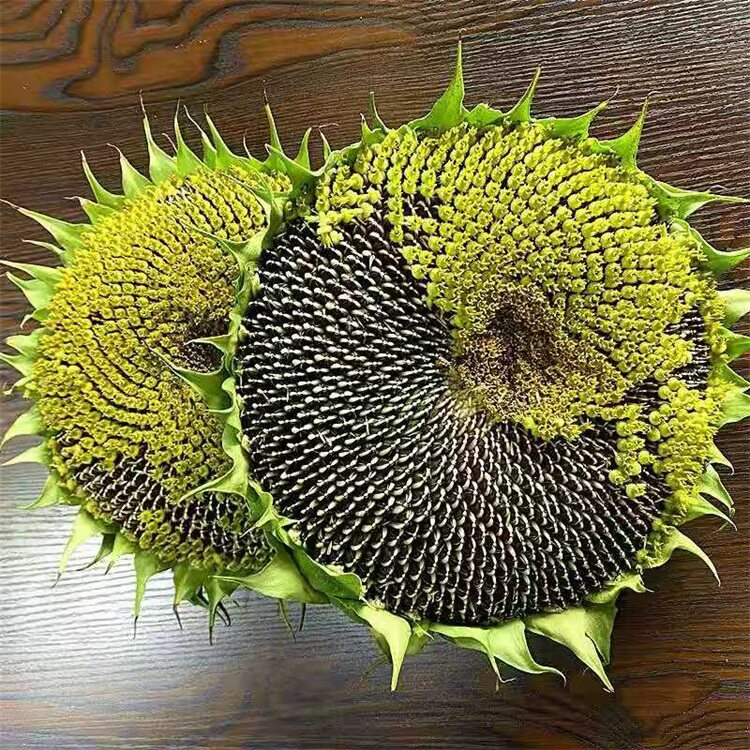 孕妇原味新鲜无糖葵花子