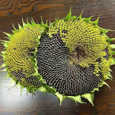 孕妇原味新鲜无糖葵花子