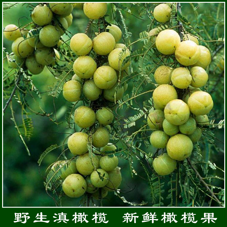 云南特产 新鲜水果 滇橄榄 橄榄果 野生果果 苦苦涩涩 酸酸甜甜