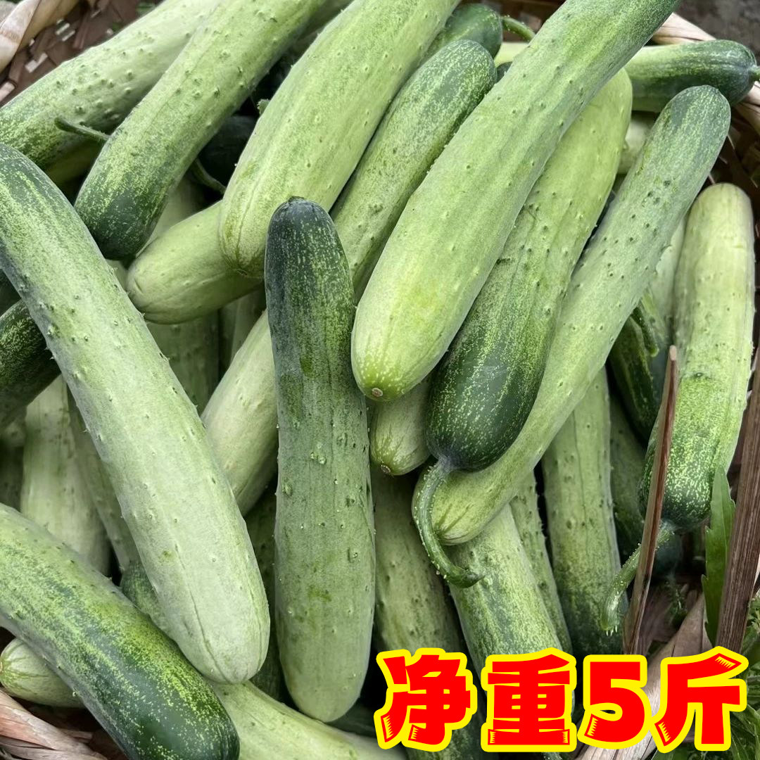 新鲜黄瓜5斤装贵州本地老式黄瓜脆嫩青瓜
