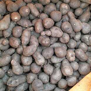 贵州中药材野生三叶青新鲜发货