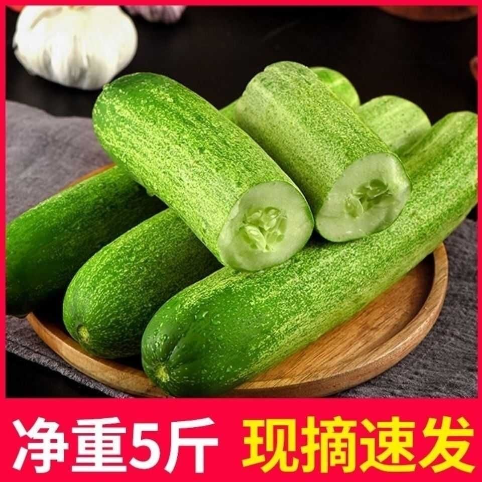贵州农家自种水果黄瓜新鲜土黄瓜黄瓜