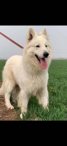 自家繁育瑞士牧羊犬幼犬白色德牧瑞牧狗狗活体