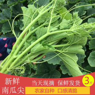 南瓜尖新鲜南瓜藤小瓜南瓜尖农家自种南瓜苗现摘时令蔬菜3斤包邮
