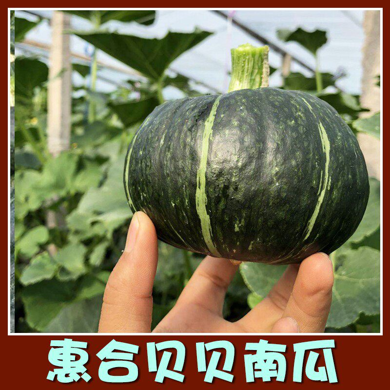 骀嫂惠合一号贝贝南瓜2026当季新鲜采摘发货包邮