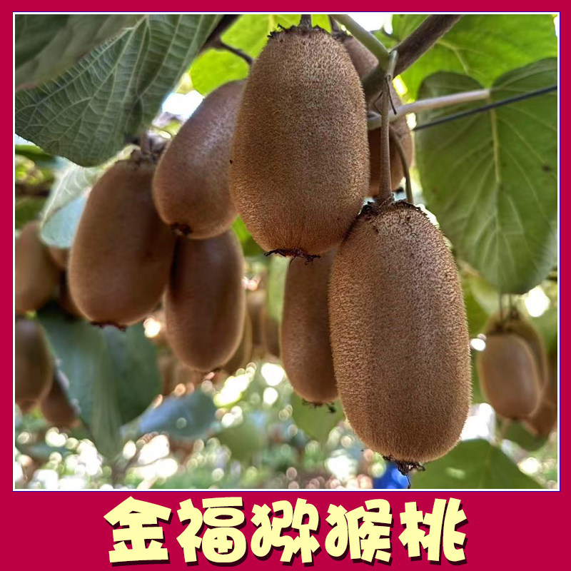 骀嫂金福猕猴桃陕西武功特产2025晚熟包邮