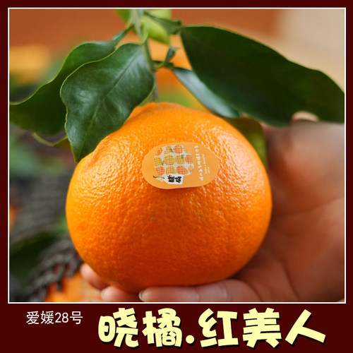 眉山爱媛28晓橘红美人橙