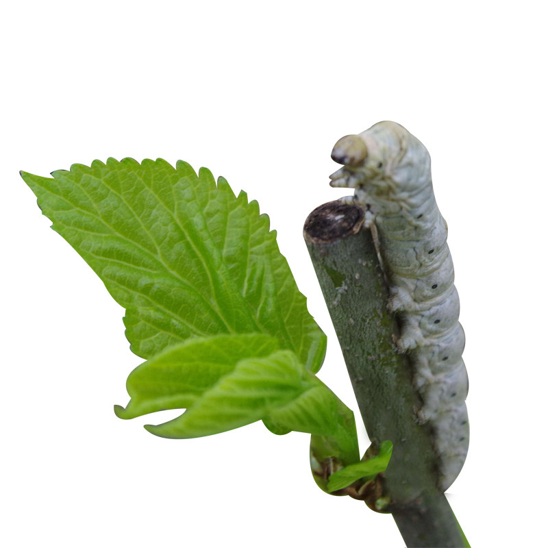 新鲜嫩桑叶500克1包蚕宝宝食物农家现摘桑叶芽桑树叶子学生养蚕虫