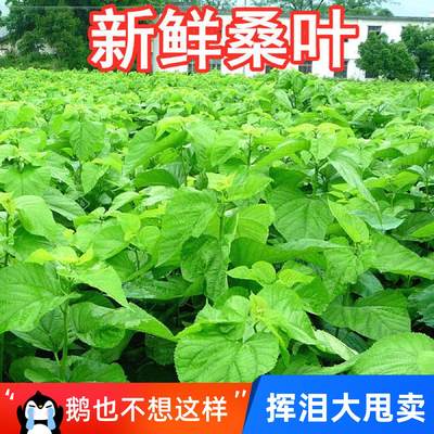 新鲜桑叶基地现摘食用养