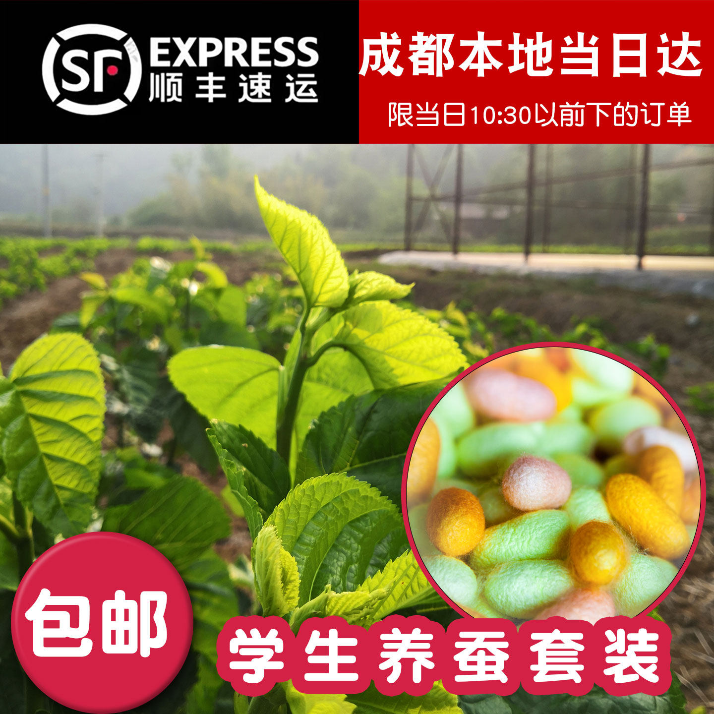 四川新鲜采摘桑叶蚕宝宝饲料食物图片